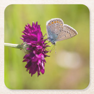 Posavasos Cuadrado De Papel Mariposa azul en una flor morada