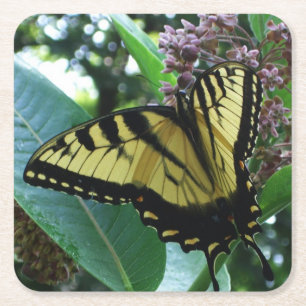 Posavasos Cuadrado De Papel Mariposa de cola torta I en Milkweed en Shenandoah