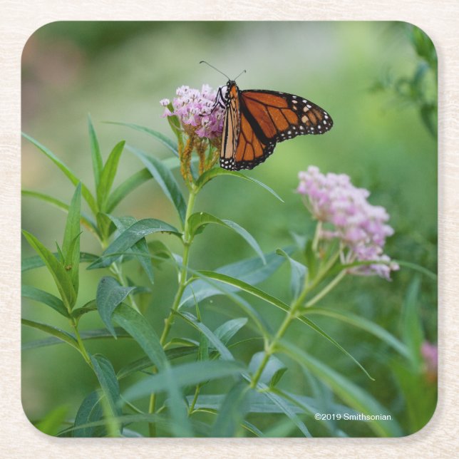 Posavasos Cuadrado De Papel Mariposa de monarca (Anverso)