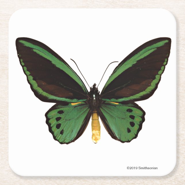 Posavasos Cuadrado De Papel Mariposa verde de Birdwing (Anverso)