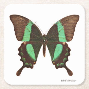 Posavasos Cuadrado De Papel Mariposa verde de Swallowtail