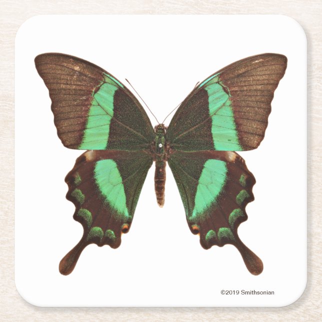 Posavasos Cuadrado De Papel Mariposa verde de Swallowtail (Anverso)