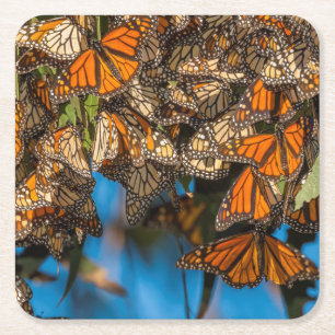 Posavasos Cuadrado De Papel Mariposas monarcas migratorias aferradas a hojas