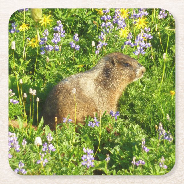 Posavasos Cuadrado De Papel Marmot en Mont Rainier Wildflowers (Anverso)