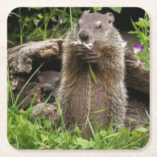 Posavasos Cuadrado De Papel Marmota comiendo una flor