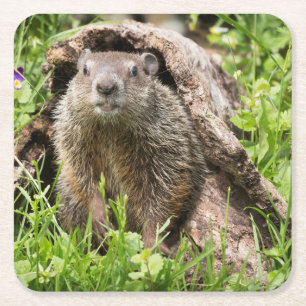 Posavasos Cuadrado De Papel Marmota en un tronco hueco