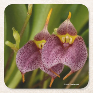 Posavasos Cuadrado De Papel Masdevallia