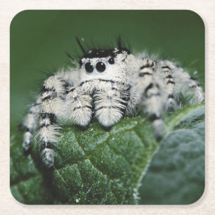 Posavasos Cuadrado De Papel Metaphid Jumping Spider