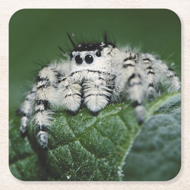 Posavasos Cuadrado De Papel Metaphid Jumping Spider (Anverso)