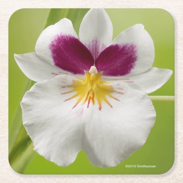 Posavasos Cuadrado De Papel Miltoniopsis Roezlii (orquídeas de pensamiento) (Anverso)