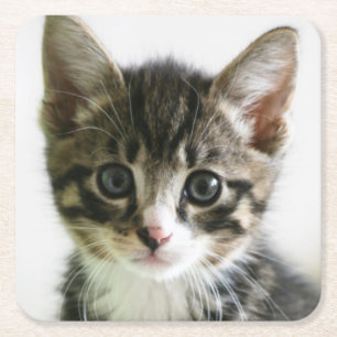 Posavasos Cuadrado De Papel Mirada fija del gatito