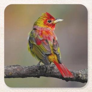 Posavasos Cuadrado De Papel Moldura de Tanager de escarlata - Fotografía origi