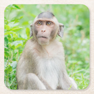 Posavasos Cuadrado De Papel Mono de araña marrón joven