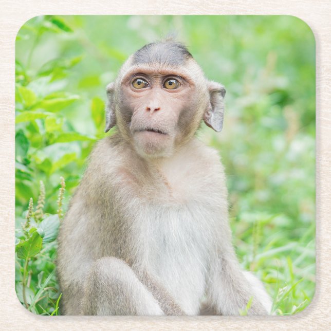 Posavasos Cuadrado De Papel Mono de araña marrón joven (Anverso)