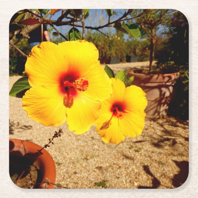 Posavasos Cuadrado De Papel Monstruo de papel amarillo hibiscus (Anverso)