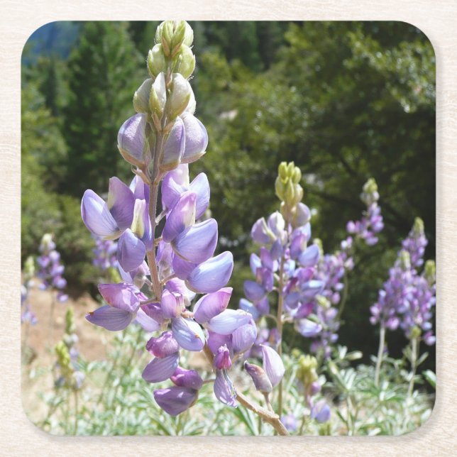 Posavasos Cuadrado De Papel Montaña Lupins en Yosemite (Anverso)