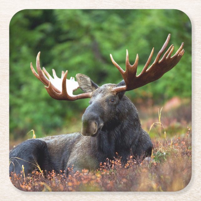 Posavasos Cuadrado De Papel Moose (Anverso)