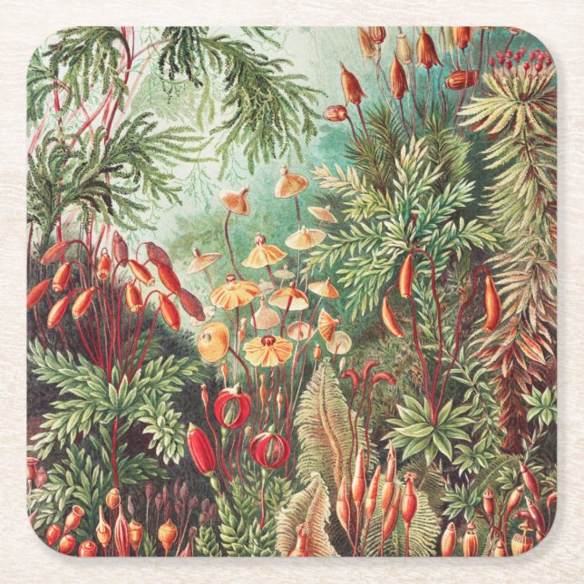 Posavasos Cuadrado De Papel Mosses, muscinae Laubmoose por Ernst Haeckel (Anverso)