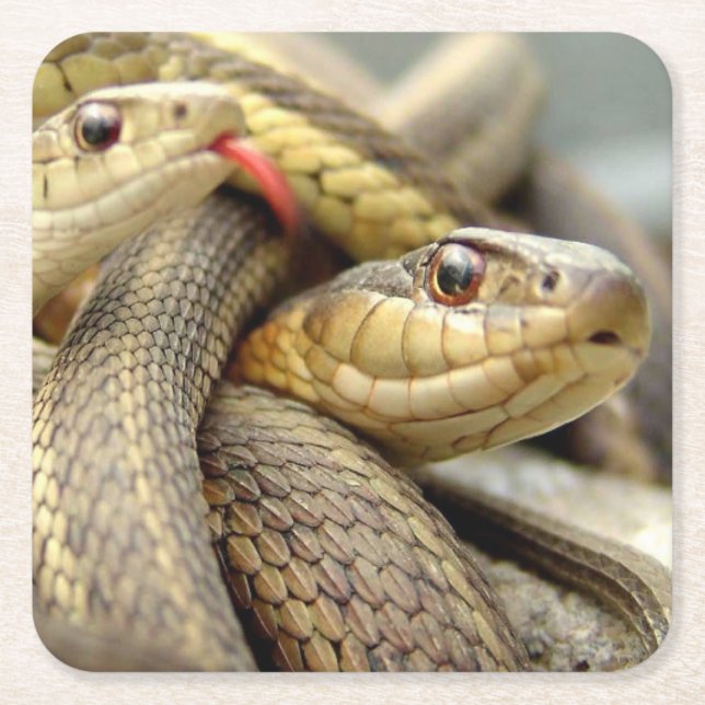 Posavasos Cuadrado De Papel Muy Guay Snakes Coaster Set (Anverso)