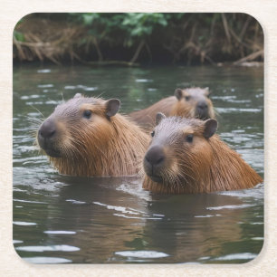 Posavasos Cuadrado De Papel Nadando de capybaras en el río,