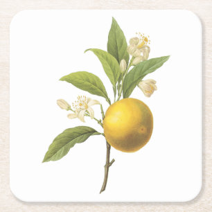 Posavasos Cuadrado De Papel naranja(Citrus sp.) de Redouté