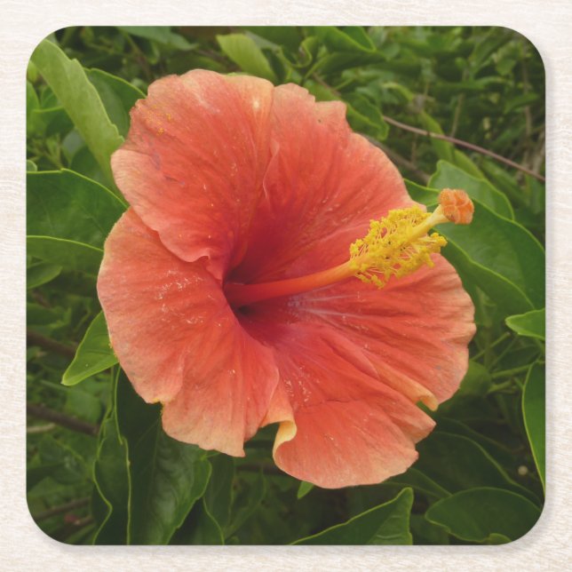 Posavasos Cuadrado De Papel Naranja Hibiscus Flower Tropical Floral (Anverso)