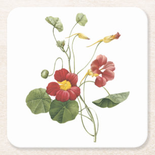 Posavasos Cuadrado De Papel nasturcio (Tropaeolum majus) de Redouté