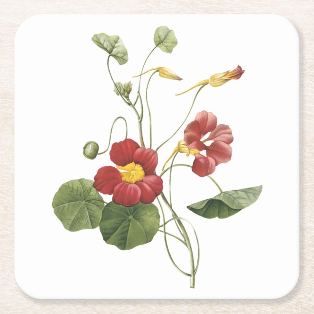 Posavasos Cuadrado De Papel nasturcio (Tropaeolum majus) de Redouté (Anverso)