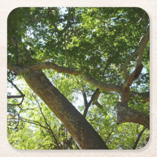 Posavasos Cuadrado De Papel Naturaleza verde del árbol de Sycamore