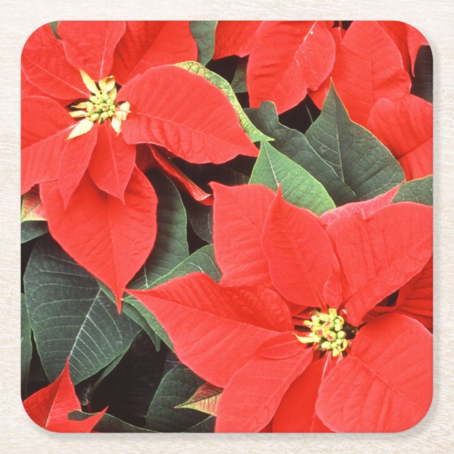 Posavasos Cuadrado De Papel Navidades rojos Vivid Poinsettias (Anverso)