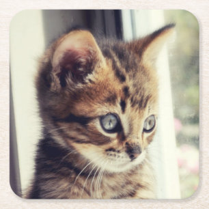 Posavasos Cuadrado De Papel Observación del gatito del Tabby