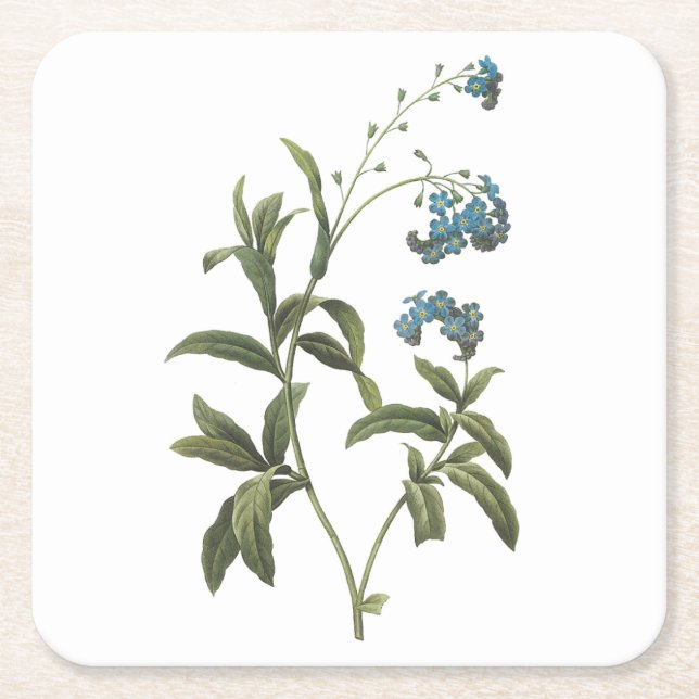 Posavasos Cuadrado De Papel Olvídate me-not (Myosotis scorpioides) de Redouté (Anverso)