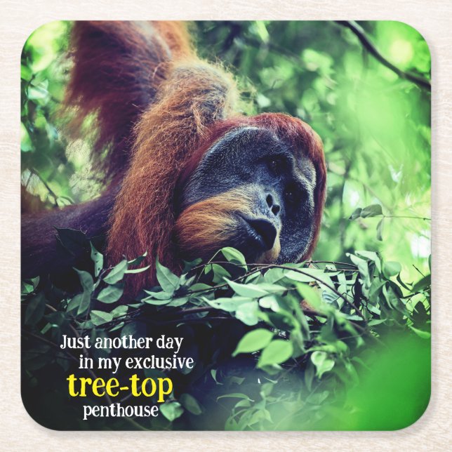 Posavasos Cuadrado De Papel Orangutan relajándose en el árbol (Anverso)