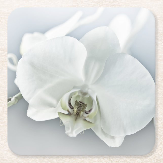 Posavasos Cuadrado De Papel Orquídea de faleonopsis blanca (Anverso)
