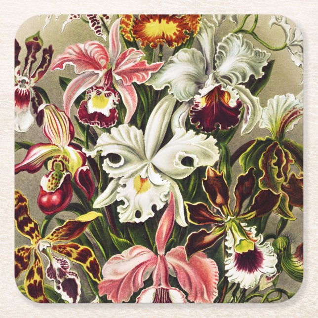 Posavasos Cuadrado De Papel Orquídeas Orchideae Denusblumen Ernst Haeckel (Anverso)