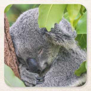 Posavasos Cuadrado De Papel Oso jóven y adorable de Koala