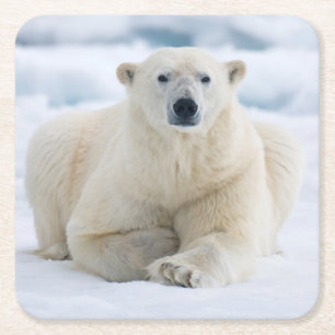 Posavasos Cuadrado De Papel Oso polar adulto en el hielo de verano