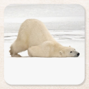 Posavasos Cuadrado De Papel Oso polar arañándose sobre tundra congelada