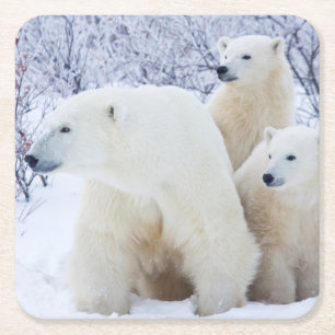 Posavasos Cuadrado De Papel Osos polares y dos cubos