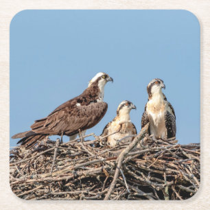Posavasos Cuadrado De Papel Osprey mamá con sus hijos