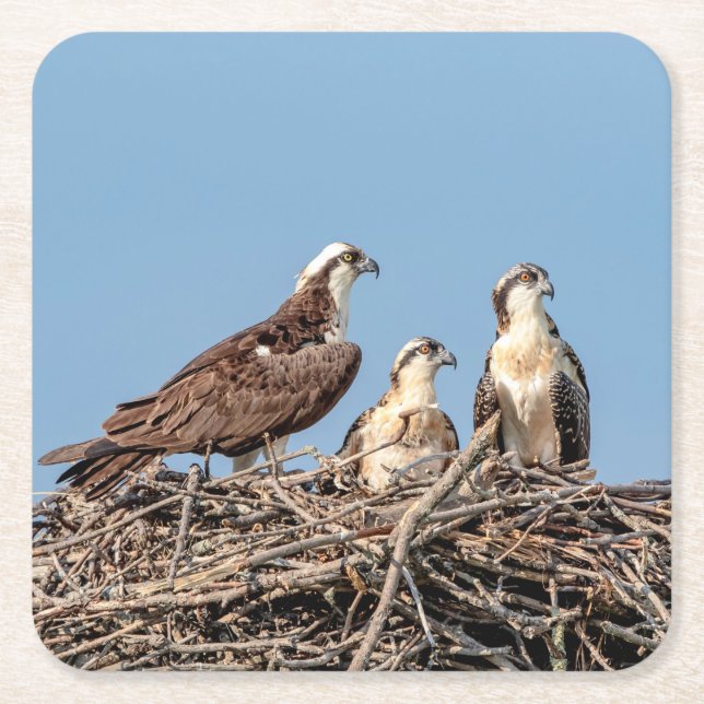 Posavasos Cuadrado De Papel Osprey mamá con sus hijos (Anverso)