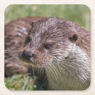 Posavasos Cuadrado De Papel Otter euroasiático descansando al sol
