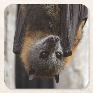 Posavasos Cuadrado De Papel Palo australiano