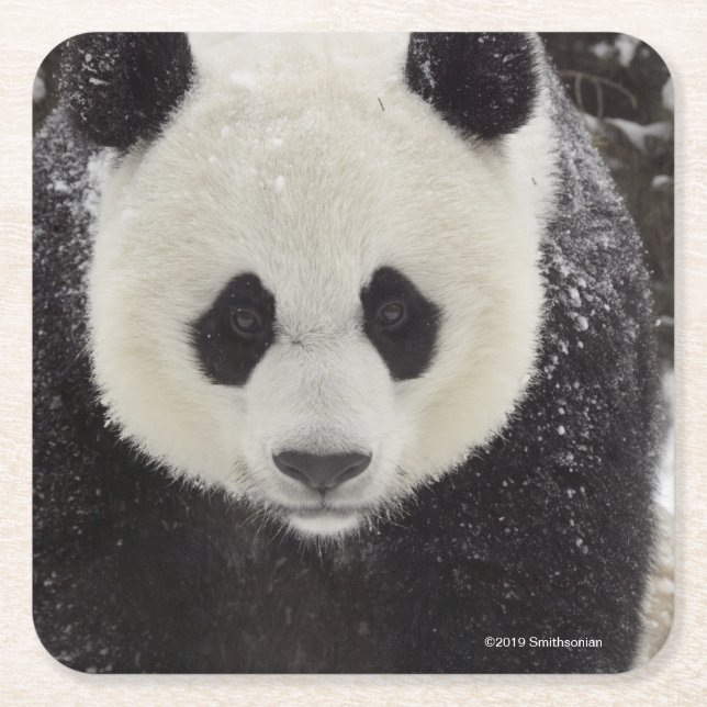 Posavasos Cuadrado De Papel Panda gigante en nieve (Anverso)