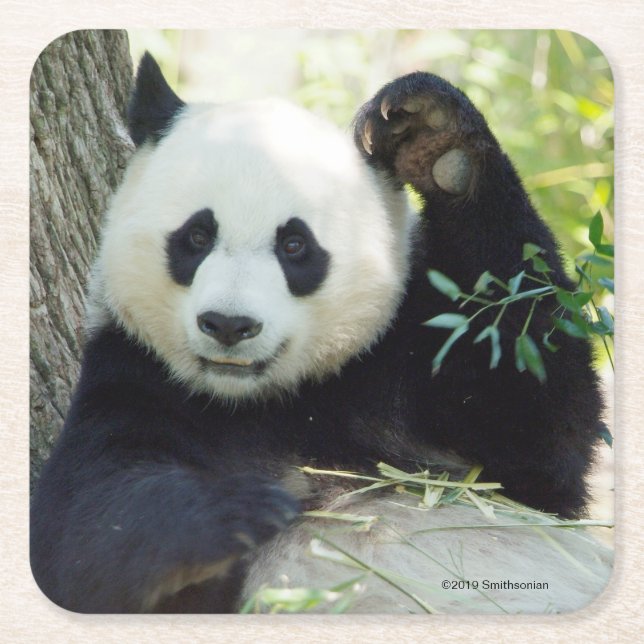 Posavasos Cuadrado De Papel Panda gigante que descansa contra árbol (Anverso)