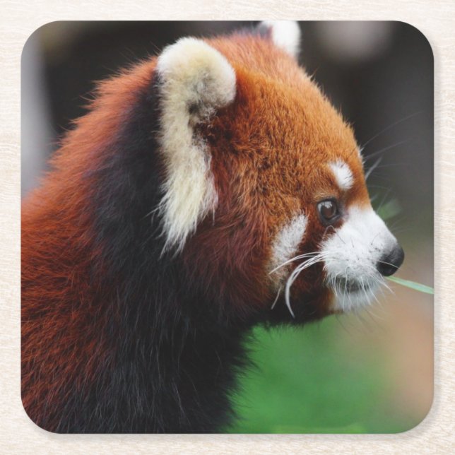 Posavasos Cuadrado De Papel Panda roja (Anverso)
