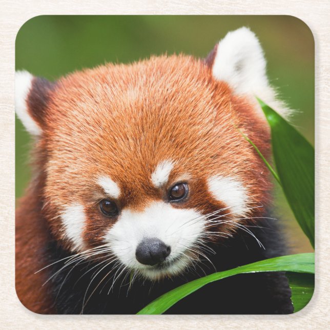 Posavasos Cuadrado De Papel Panda Rojo Lindo (Anverso)
