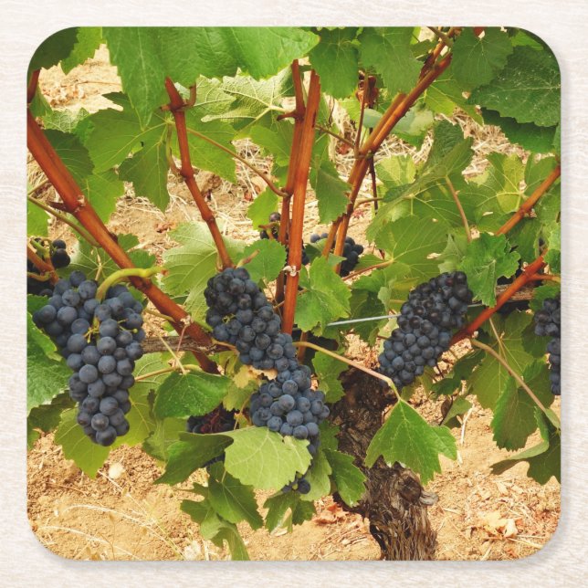 Posavasos Cuadrado De Papel Papel de uva (Anverso)