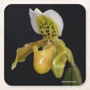 Posavasos Cuadrado De Papel Paphiopedilum Exul