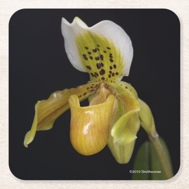 Posavasos Cuadrado De Papel Paphiopedilum Exul (Anverso)